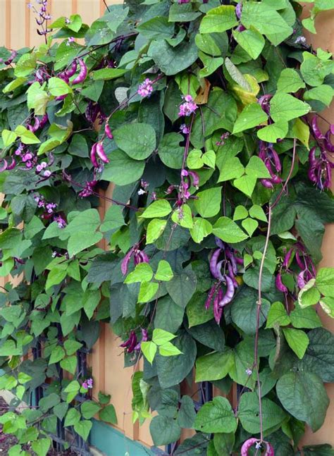 Lablab - augantis Hyacinth Bean